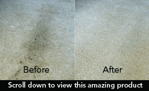 deep clean, bonnet extraction, carpet cleaning.